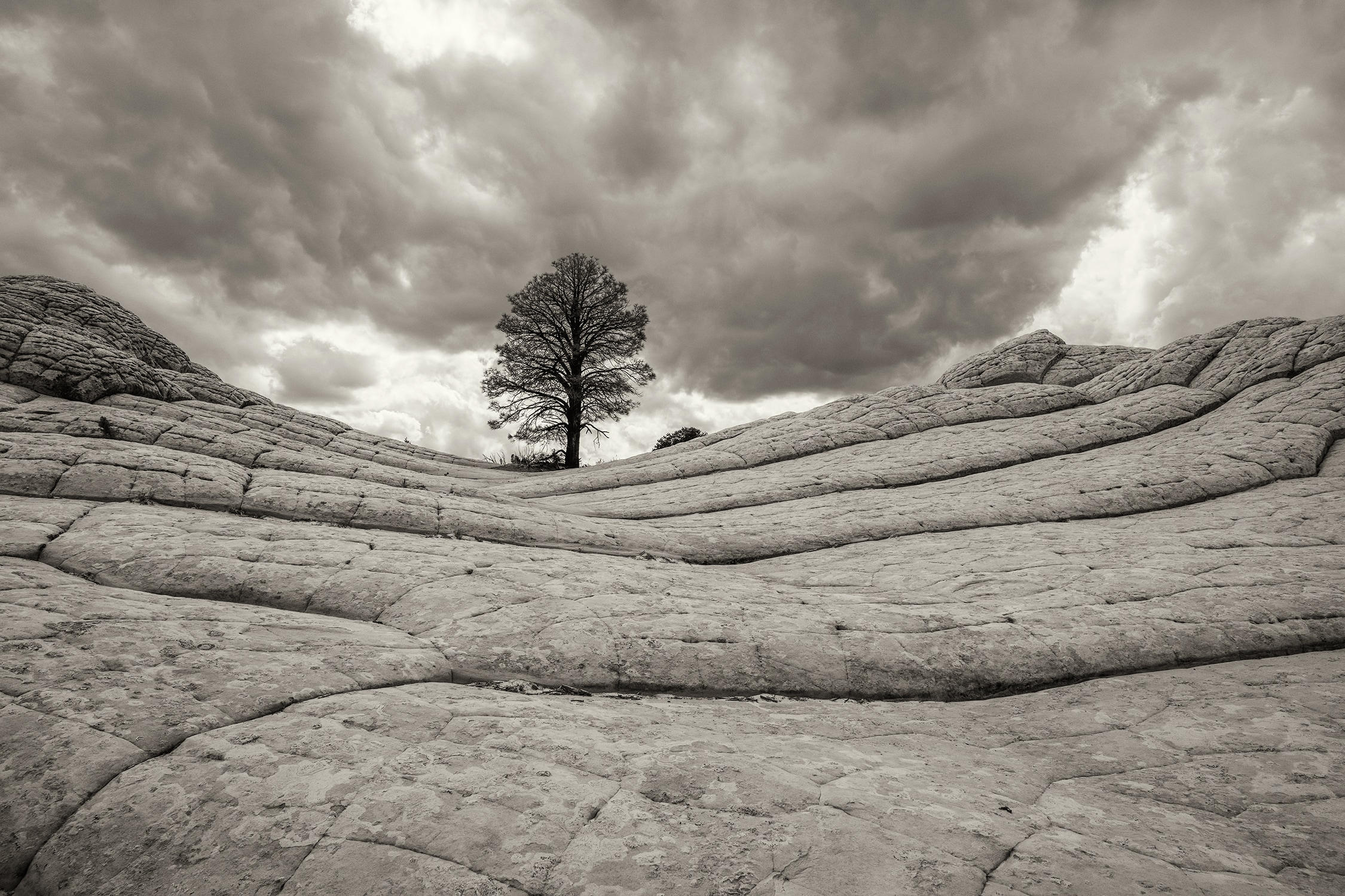 Ponderosa Pine, White Pocket, Arizona